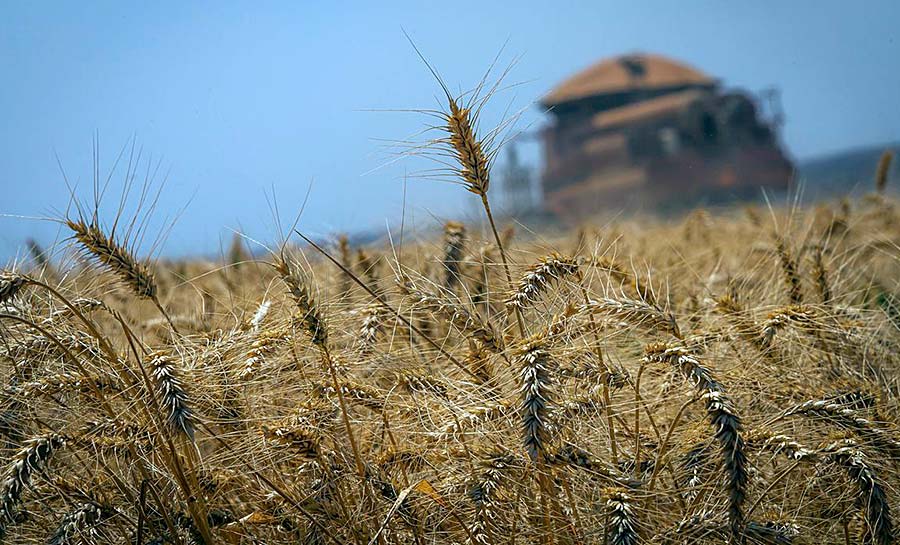 Conab estima que produção de grãos chegue a 272,5 milhões de toneladas