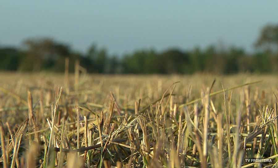 Declaração do Imposto Territorial Rural deve ser feita até 30 de setembro; 8.974 foram entregues no AC