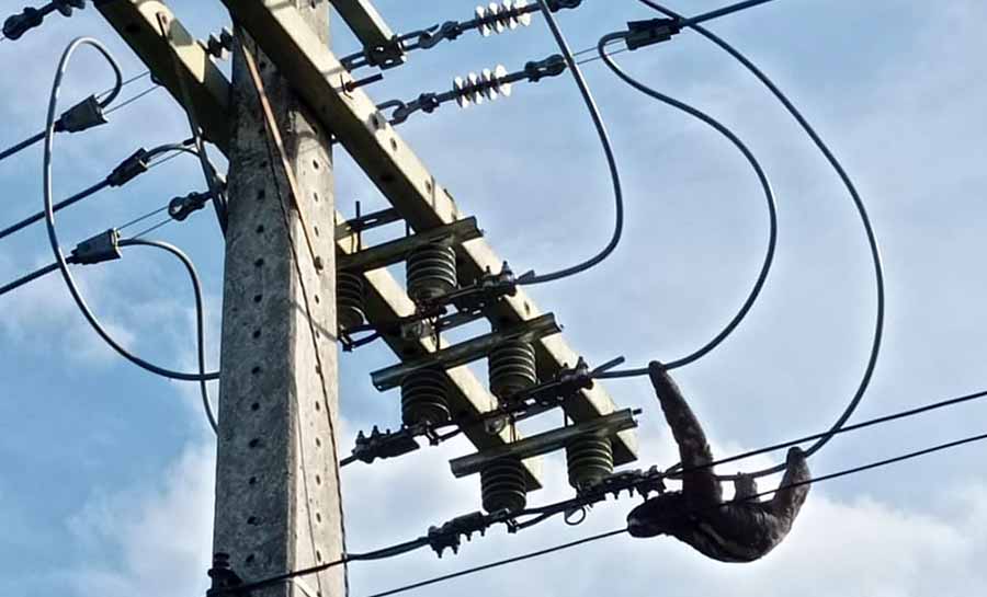 Bicho-preguiça que estava pendurado em fios de poste é resgatado em Cruzeiro do Sul