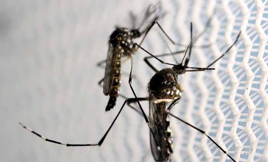 CTNBio aprova biossegurança de vacina contra a dengue