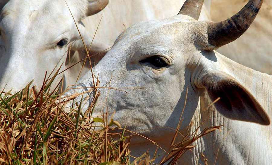 Ministério da Agricultura investiga suspeita de vaca louca