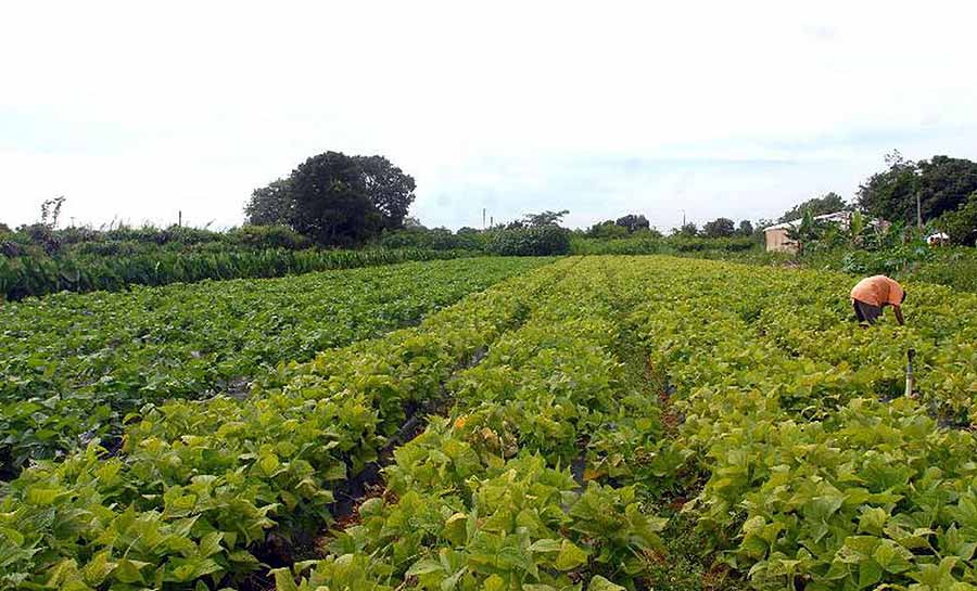 CMN eleva limites de financiamento para a agricultura familiar