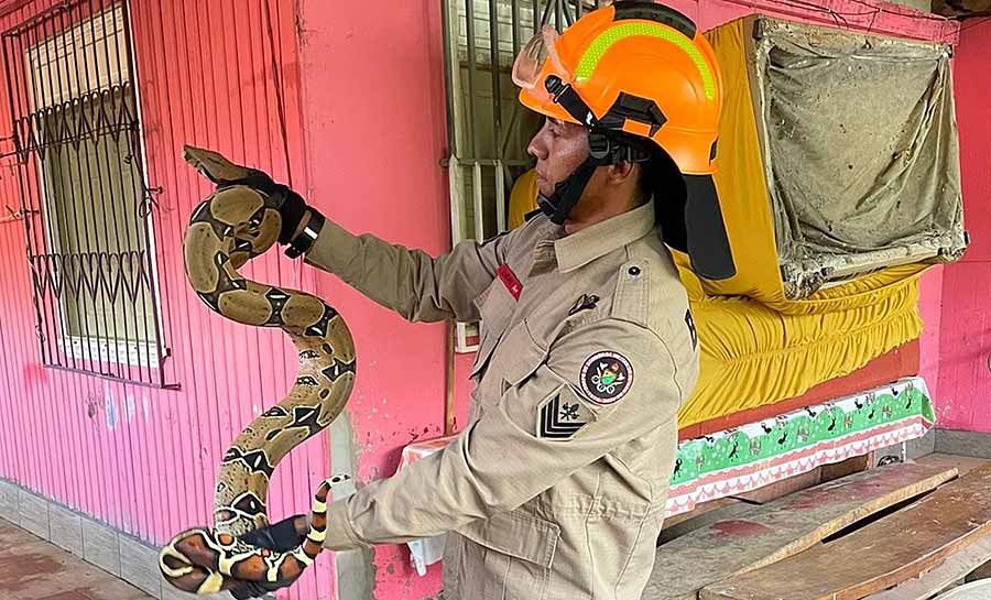 Jiboia é resgatada por bombeiros dentro de máquina de lavar em casa atingida por enchente no AC