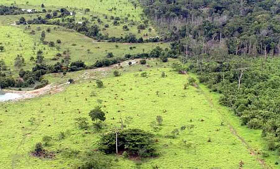 BB aceitará crédito de carbono em leilão de imóveis rurais