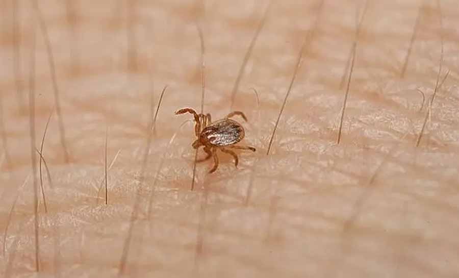 Acre não tem casos de febre maculosa, mas Saúde monitora situação