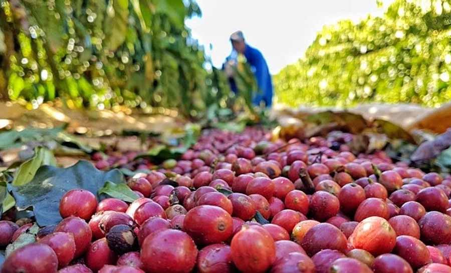 Produtores de café do Vale do Juruá conhecem experiências exitosas em Rondônia