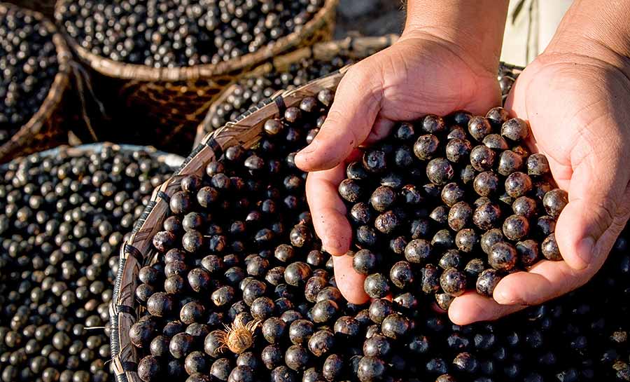 Açaí de Feijó conquista a primeira Indicação Geográfica para o produto no país