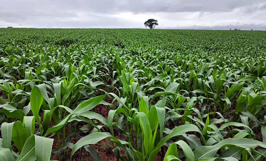 Valor de produção agrícola no Acre cresce 16,8% na safra 2022, aponta IBGE