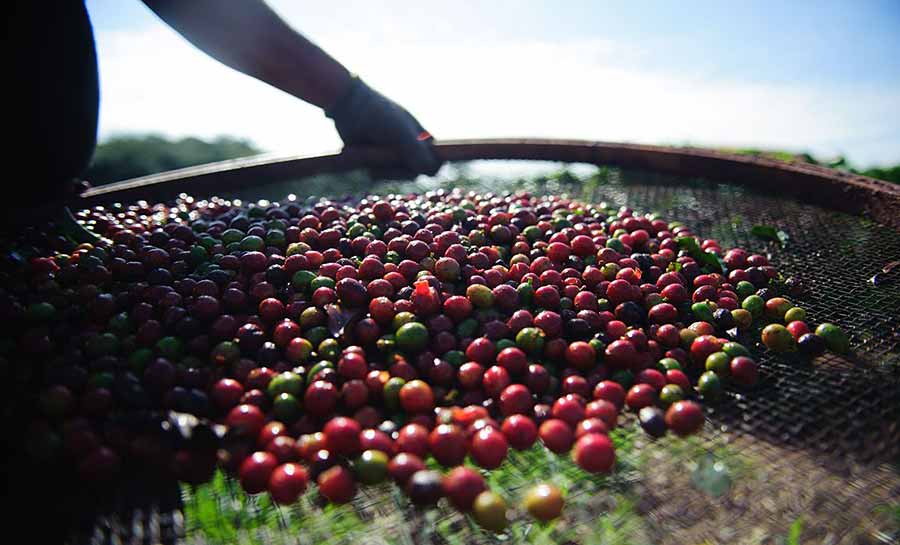 Sebrae Minas desenvolve ações para melhorar qualidade do café