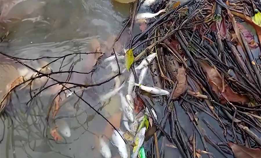 ‘Nunca tinha visto’, diz pescador ao registrar morte de peixes em rio no interior do Acre