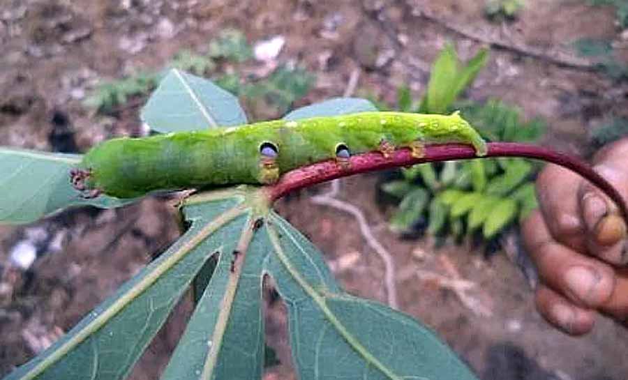 Infestação de lagarta mandarová afeta produção de farinha em Cruzeiro do Sul e município declara emergência