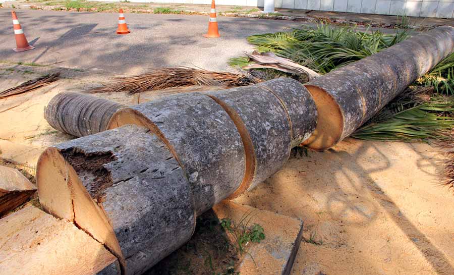 Prefeitura de Rio Branco remove Palmeira Imperial que corria o risco de desabar