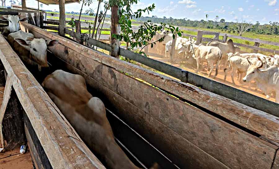 Agropecuária avança e PIB do Acre cresce 6,7% em 2021, o maior número dos últimos dez anos