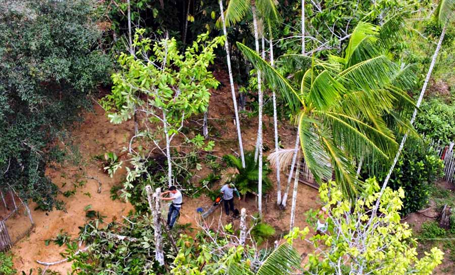 Ações do Idaf para combater monilíase chegaram a mais de 800 propriedades no Juruá em 2023