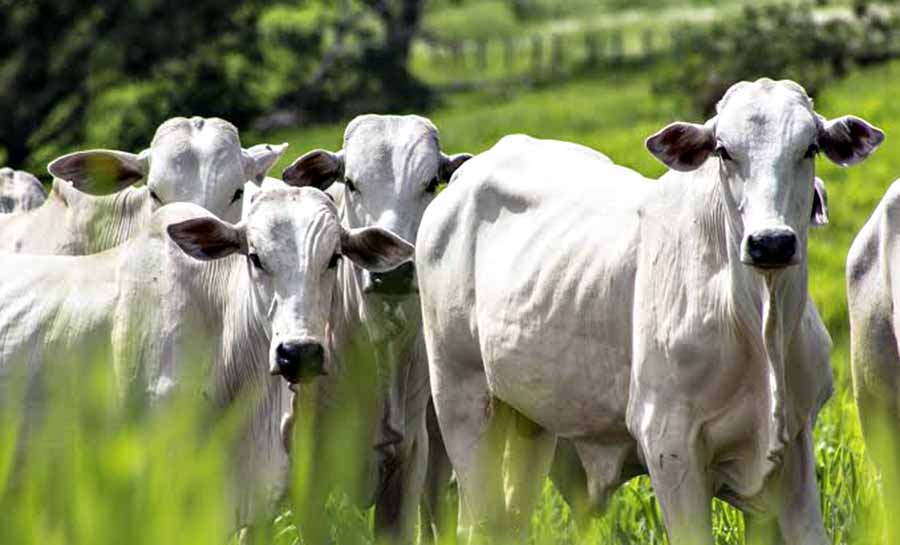 Parcerias e tecnologias impulsionam o projeto Insemina+, que visa o melhoramento genético do rebanho acreano