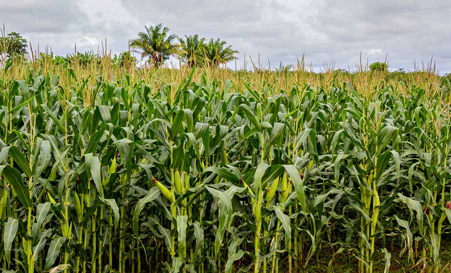 Acre apresenta variação positiva na estimativa da colheita de cereais, leguminosas e oleaginosas