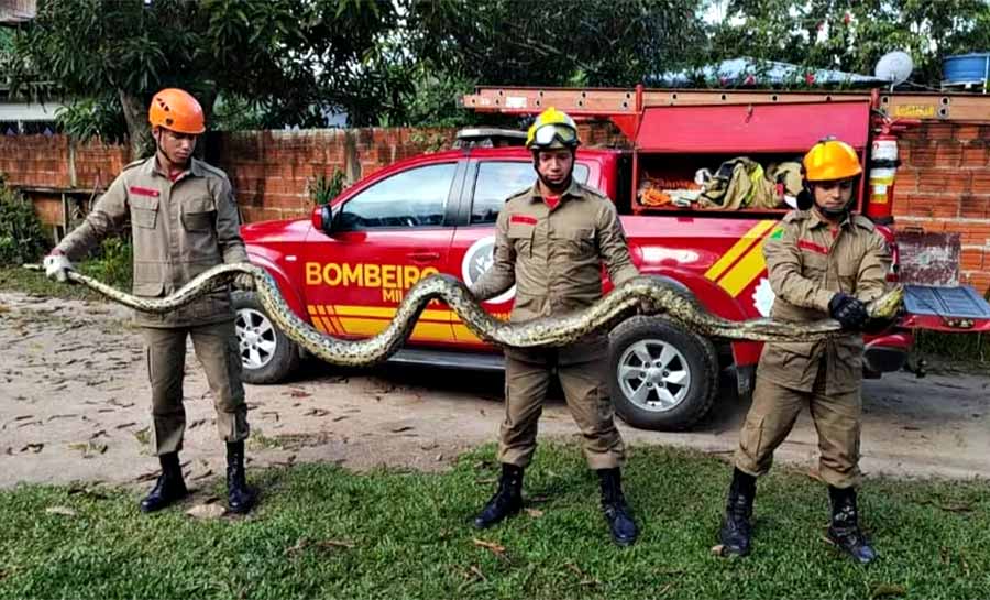 Sucuri de 5 metros mata cachorro e é capturada por bombeiros no interior do Acre