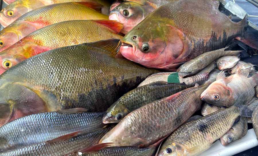 Com o apoio da Emater, produtores vendem peixes oriundos da agricultura familiar