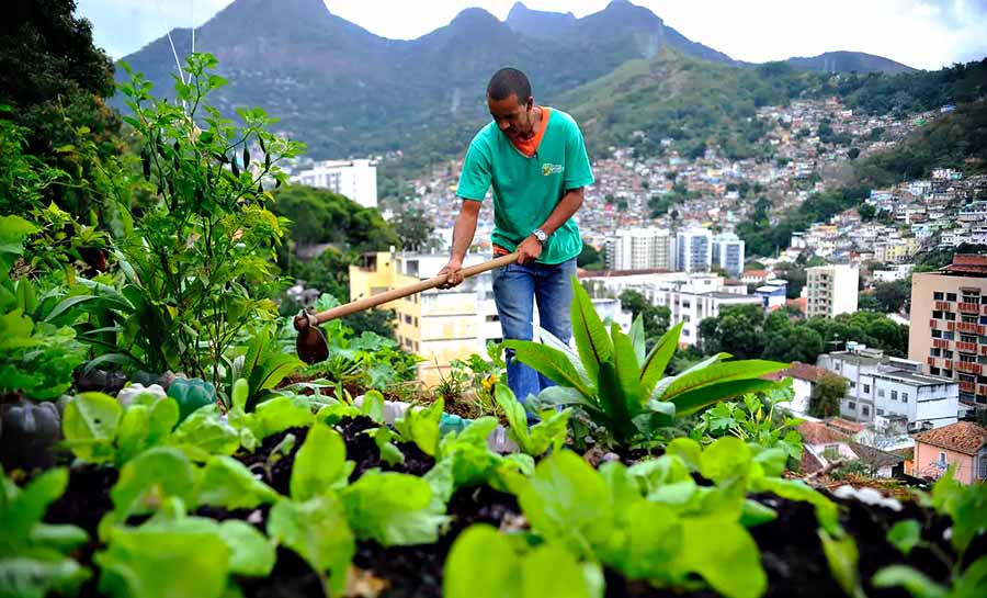 Produção local pode melhorar alimentação em centros urbanos