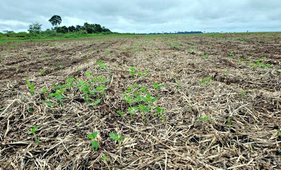 Idaf inicia campanha do vazio sanitário da soja no Acre