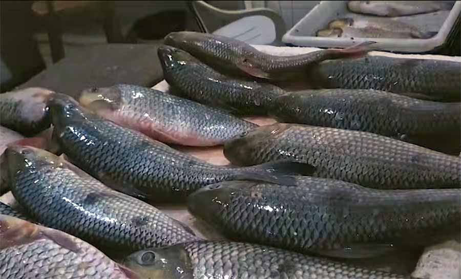 Em Cruzeiro do Sul, mais de 1,6 mil pescadores devem atualizar cadastro para receber Seguro Defeso 2024