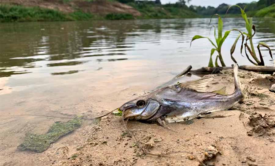 Peixes são encontrados mortos em igarapé de Rio Branco e secretaria investiga causas