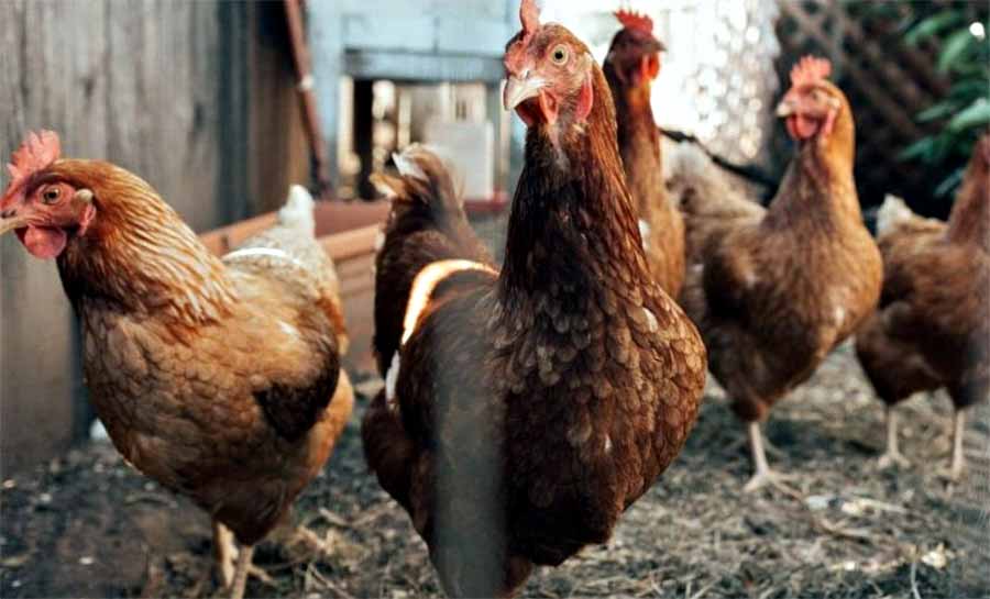 Mais de 100 aves morrem de gripe aviária em fazenda de Goiás