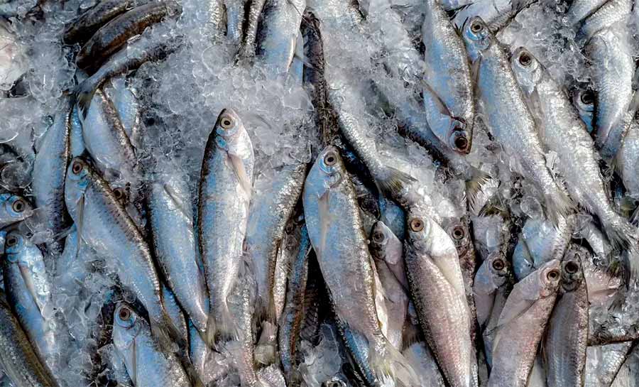 Abipesca pede crédito emergencial para reduzir impacto do tarifaço