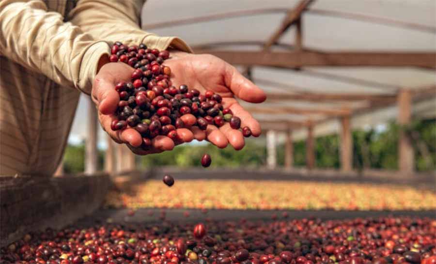 Governo do Acre prorroga inscrições para 3ª edição do Qualicafé até 29 de agosto