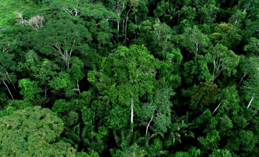 Com atuação conjunta entre órgãos da agenda ambiental, Acre reduz em 73% o número de focos de queimadas em julho