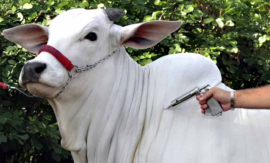 Três casos de raiva bovina são identificados em propriedades no Acre