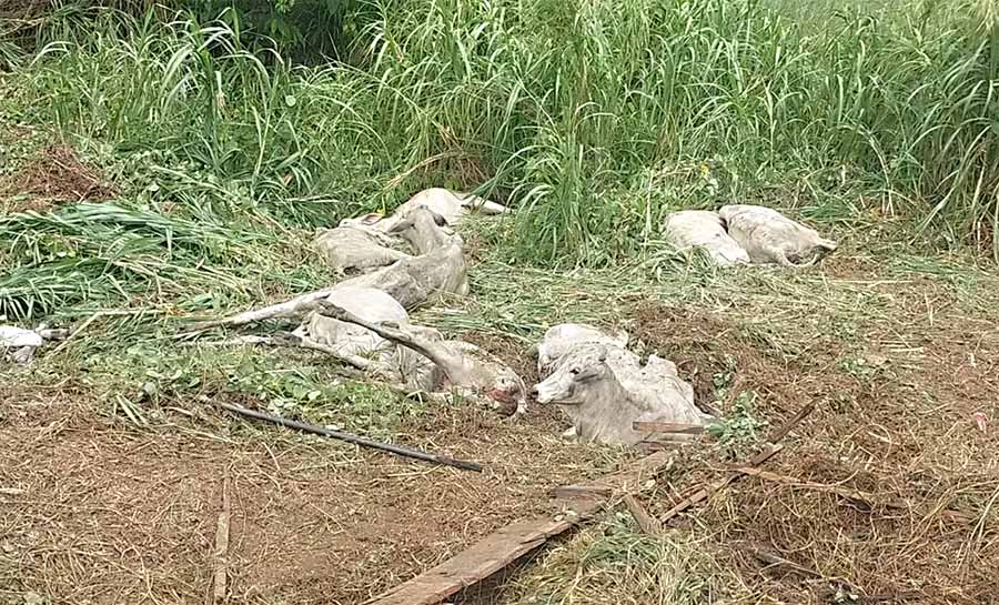 Caminhão que transportava bois tomba em rodovia e vários animais morrem no Acre
