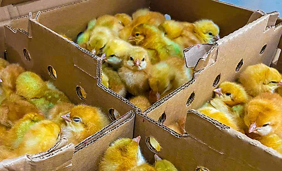 Governo beneficia mais de 100 produtores rurais com programa de avicultura no Acre