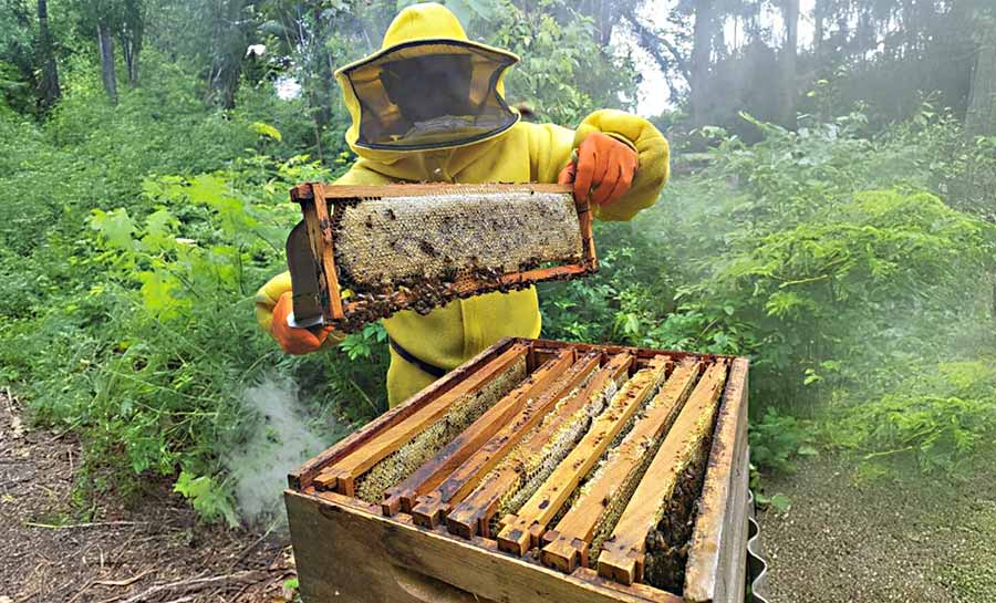 Governo incentiva cadeia produtiva do mel com visita técnica a apiários e meliponários