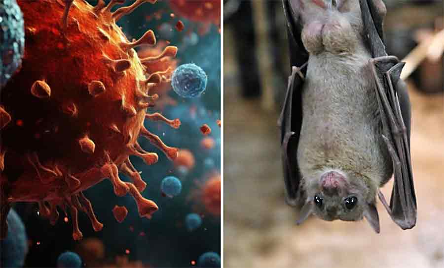 Novo coronavírus é detectado em morcegos brasileiros