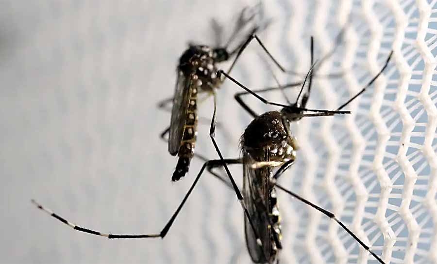 Dia D de combate ao Aedes aegypti ocorre neste sábado em todo o país